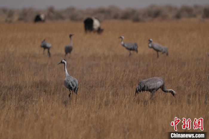 圖為灰鶴?！∠葘m 攝