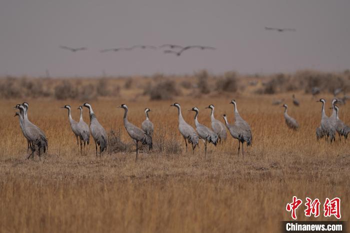 圖為灰鶴?！∠葘m 攝