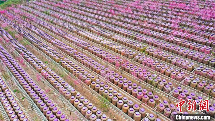 灼灼桃花惹人醉?！㈡?攝