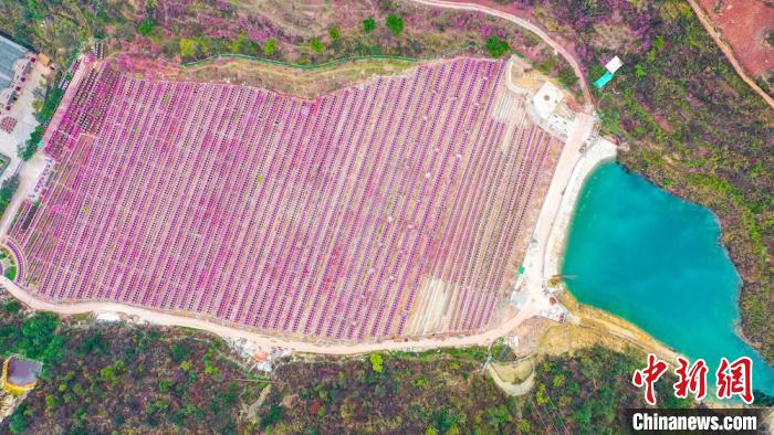 灼灼桃花惹人醉?！㈡?攝