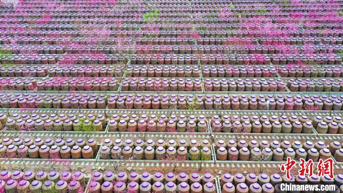 桃花和酒壇相映成趣。　劉媛 攝