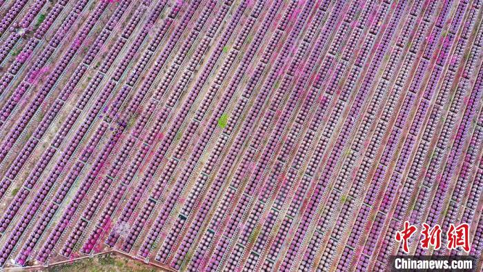 桃花和酒壇相映成趣?！㈡?攝