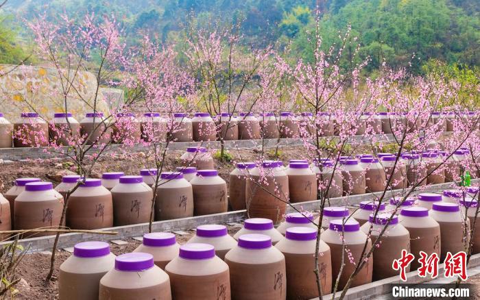 桃花和酒壇相映成趣?！∫足?攝