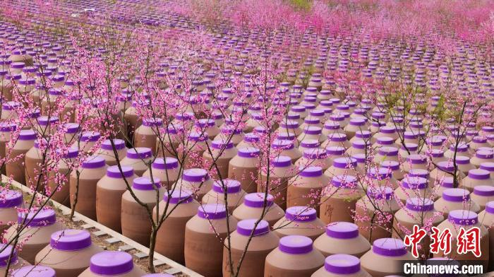 桃花和酒壇相映成趣?！∫足?攝