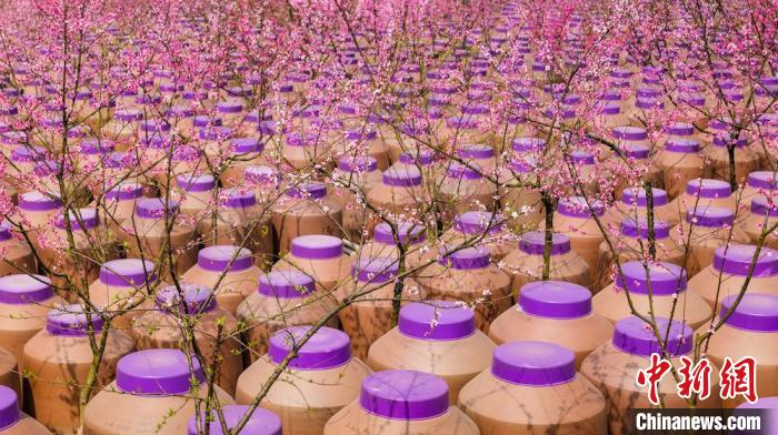 桃花和酒壇相映成趣。　易銘 攝