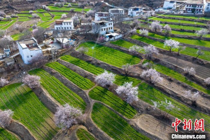 白松鎮(zhèn)層層麥田綠意盎然，與桃林構(gòu)成一幅美麗的鄉(xiāng)村畫卷?！⒅铱?攝