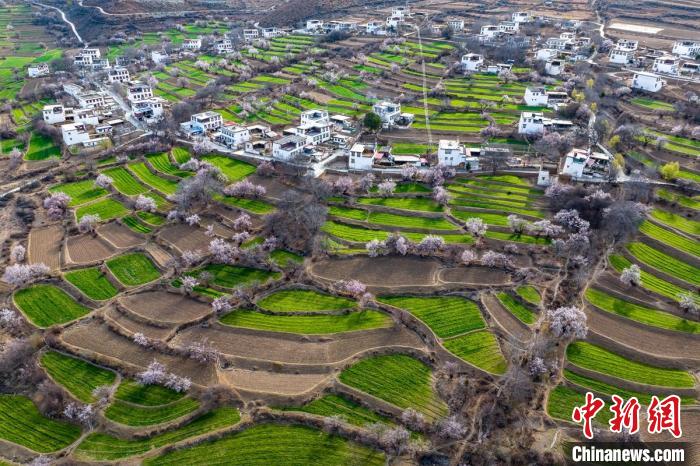 白松鎮(zhèn)桃花林中的白藏房。　劉忠俊 攝