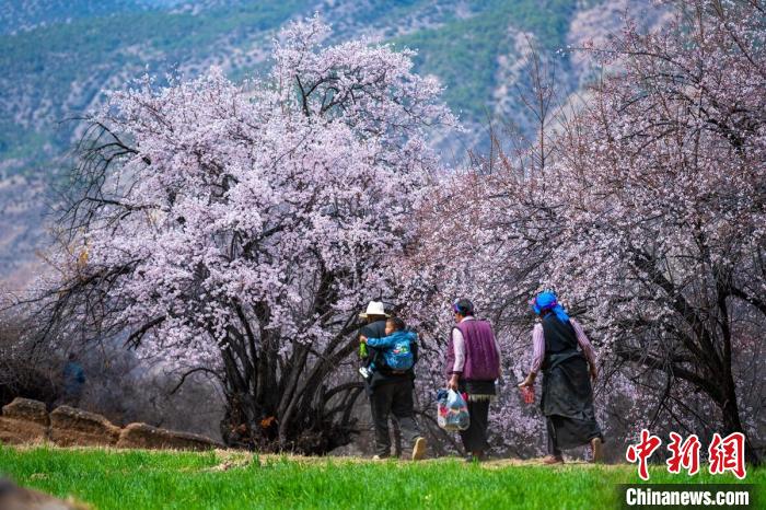 行走在麥田和桃樹下的白松鎮(zhèn)村民。　劉忠俊 攝