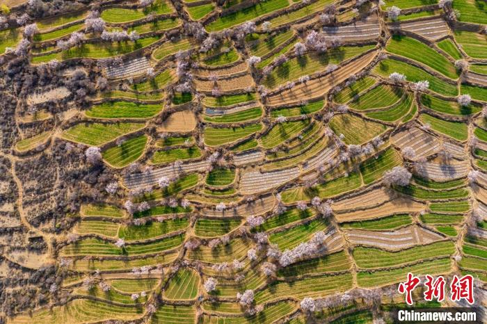 空中俯瞰得榮縣白松鎮(zhèn)的高山麥田和桃林。　劉忠俊 攝