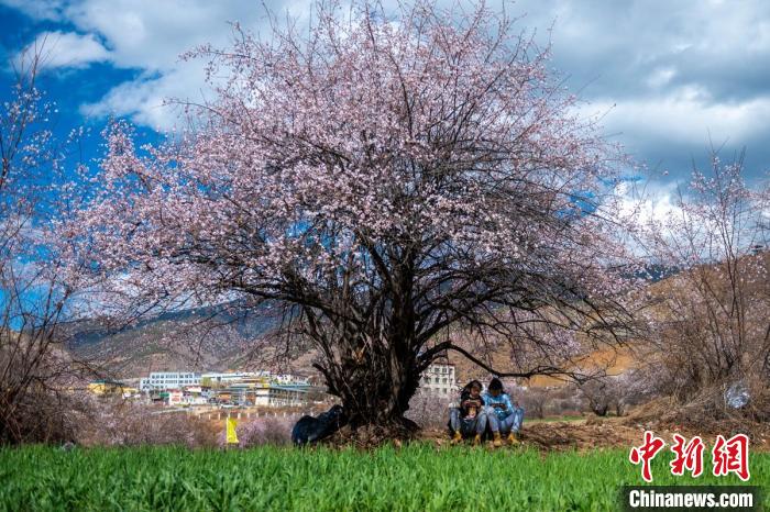 桃花樹下兩名女孩正在玩手機(jī)?！⒅铱?攝