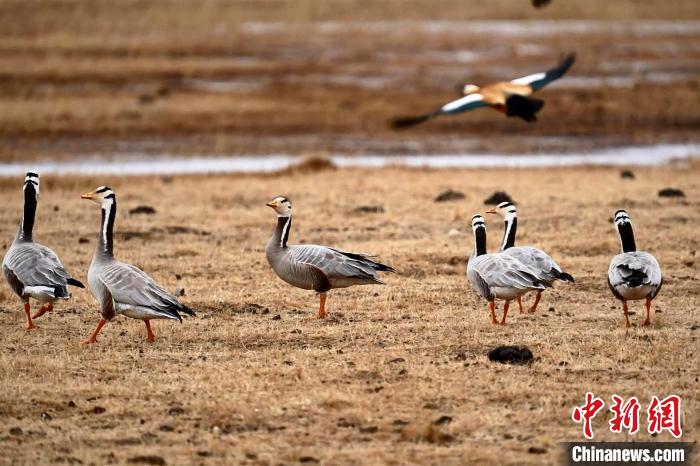 圖為成群的斑頭雁?！“?攝