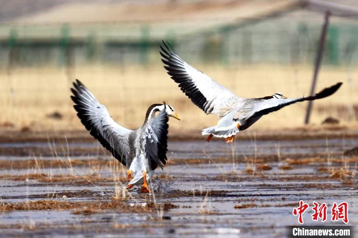 圖為斑頭雁嬉戲飛翔?！“?攝