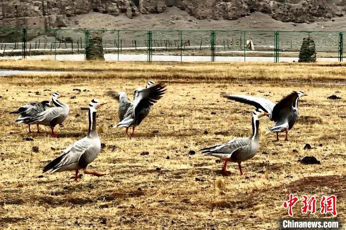 圖為斑頭雁?！“?攝