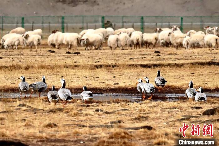 圖為羊群邊的成群斑頭雁?！“?攝