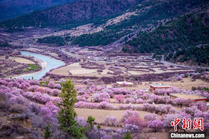 道孚縣麻灣村上千株盛開的杏花將鄉(xiāng)村裝點(diǎn)一新?！『涡秀?攝