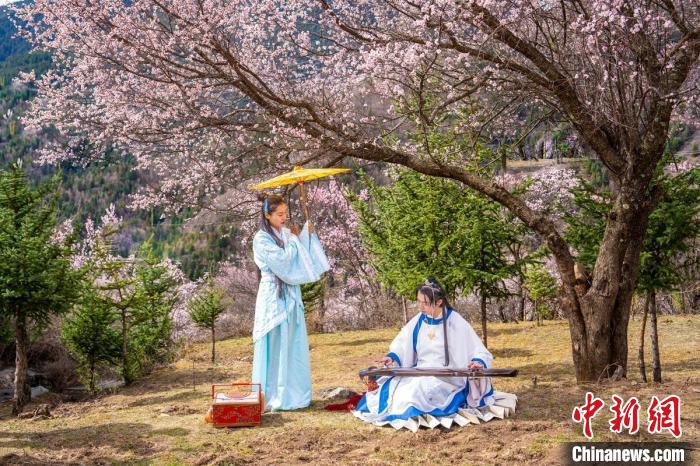 道孚杏花樹下的游客們?！√K銳 攝
