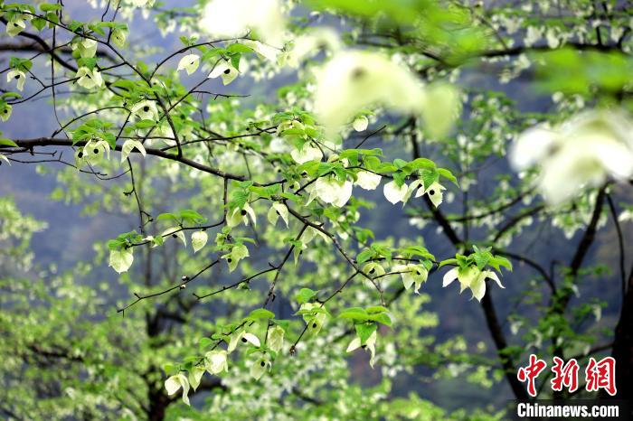 珙桐在春末夏初之際開花，花期較短。　呂楊 攝