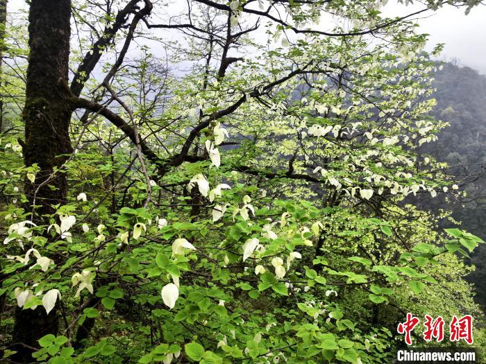 山谷兩側(cè)高大繁茂的珙桐樹?！螚?攝