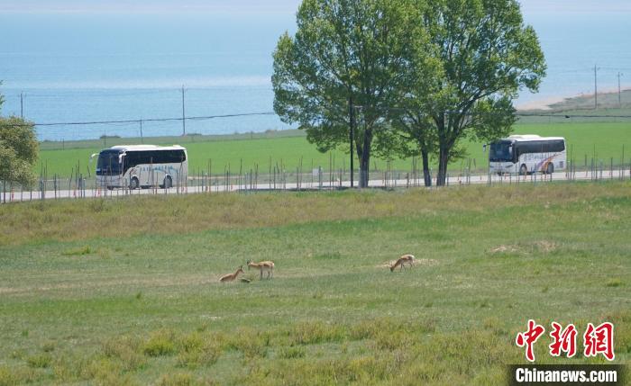 圖為成群普氏原羚在草場上愜意覓食，悠閑自在?！●R銘言 攝