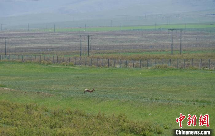 圖為一只普氏原羚在草場上奔跑?！●R銘言 攝
