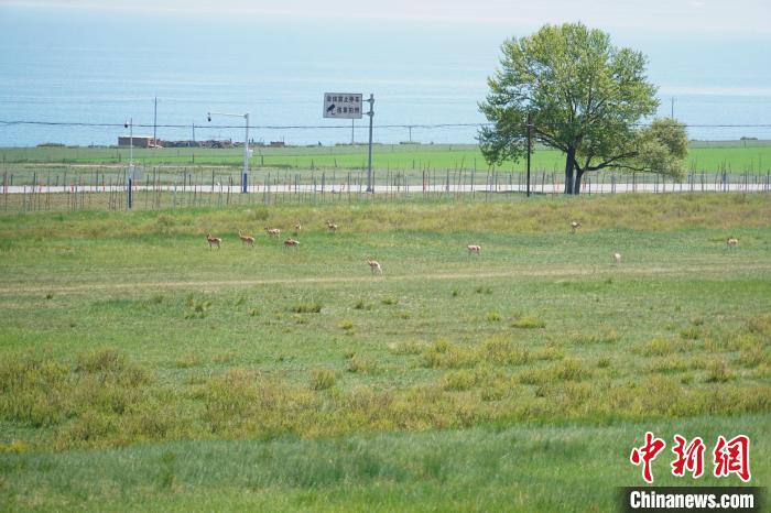 圖為成群普氏原羚在草場上愜意覓食，悠閑自在?！●R銘言 攝