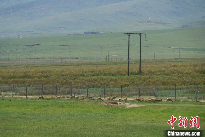 圖為成群普氏原羚在草場上愜意覓食，悠閑自在。　馬銘言 攝
