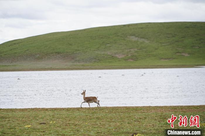 圖為藏原羚在扎陵湖岸畔悠閑漫步?！●R銘言 攝