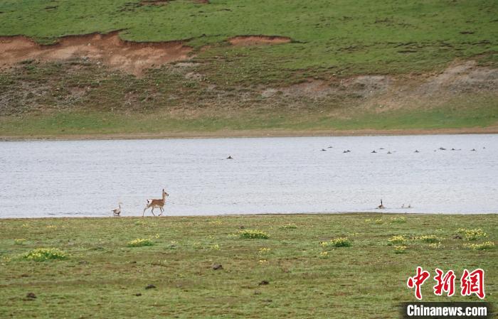 圖為藏原羚在扎陵湖岸畔悠閑漫步?！●R銘言 攝