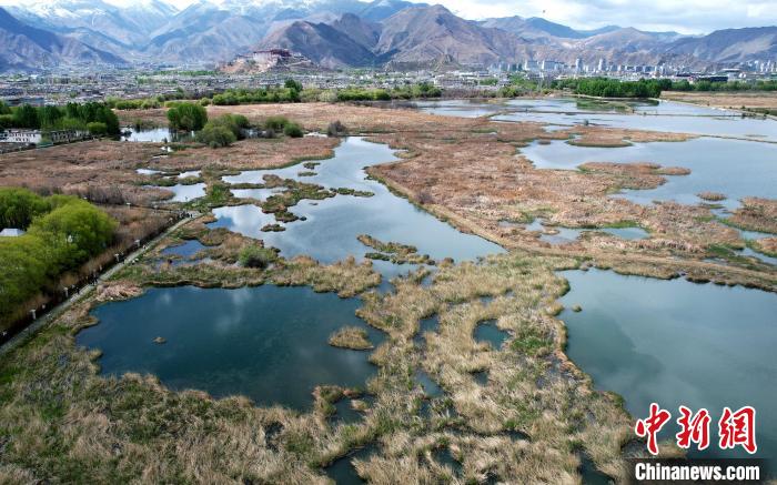 圖為拉薩拉魯濕地。(無人機(jī)照片) 李林 攝