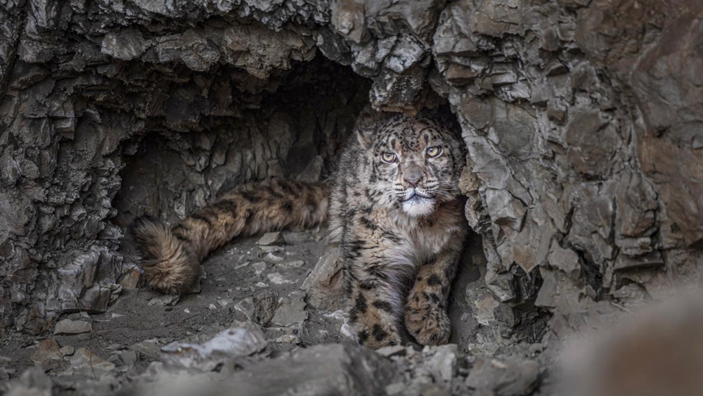 “高原精靈”雪豹。尼瑪多吉攝
