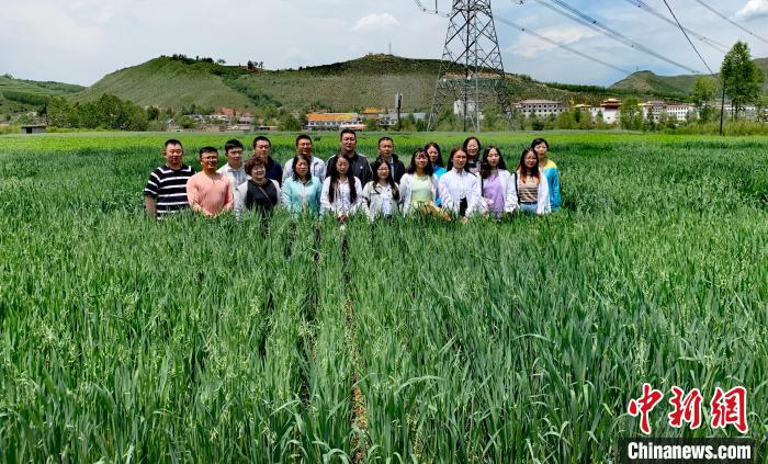 青海：“青燕2號”燕麥、“環(huán)湖”老芒麥等通過國家級審定