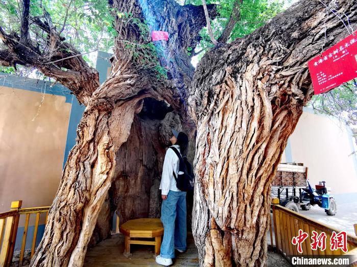 青海海東市阿河灘地質(zhì)文化村：古樹新枝、丹山碧水