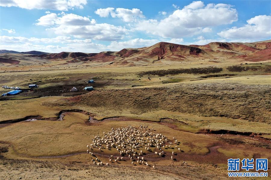 （決戰(zhàn)決勝脫貧攻堅(jiān)·圖文互動）（3）“阿旺綿羊”成就大產(chǎn)業(yè)——西藏貢覺縣做大做強(qiáng)扶貧產(chǎn)業(yè)見聞