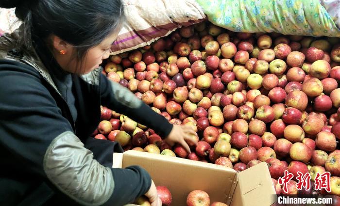 圖為通麥村村民巴桑拉姆精心挑選蘋果進行裝箱?！∝暽＠?攝