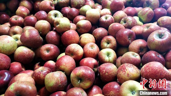 圖為通麥村村民巴桑拉姆家待裝箱的蘋果。　貢桑拉姆 攝