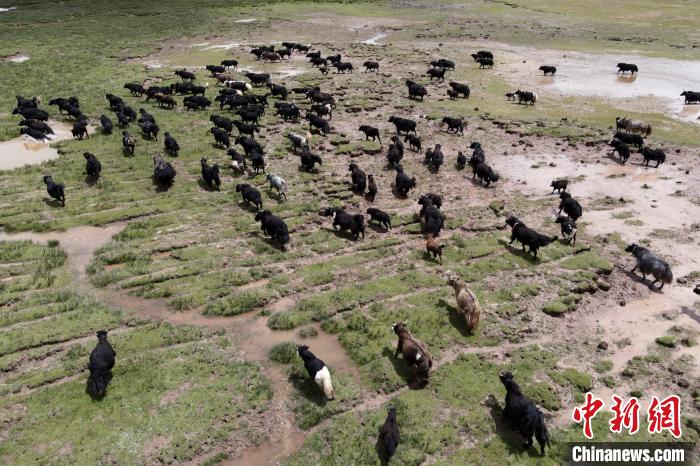 近年來(lái)，那曲市班戈縣推行村級(jí)牧業(yè)經(jīng)濟(jì)合作社，牧民們將牛羊及草場(chǎng)作為股份加入合作社，部分牧民開(kāi)始從事旅游服務(wù)、服裝加工及運(yùn)輸?shù)刃袠I(yè)，收入逐年提高。圖為8月3日，班戈縣的牦牛群在一片草原濕地中覓食(資料圖)。　江飛波 攝