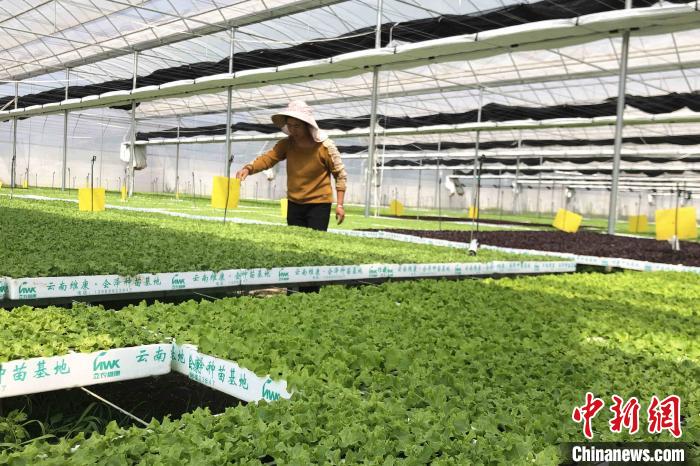 圖為會(huì)澤現(xiàn)代化農(nóng)業(yè)產(chǎn)業(yè)扶貧基地內(nèi)，貧困戶成為了產(chǎn)業(yè)工人?！】姵?攝