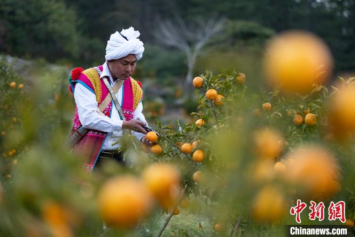 1月29日，京都村村民在柑橘園中采摘柑橘。<a target='_blank' ><p  align=