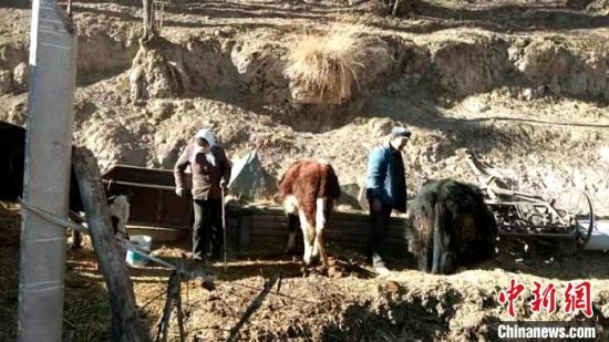 圖為孔繁福夫妻正在收拾牛圈。　李雋　攝