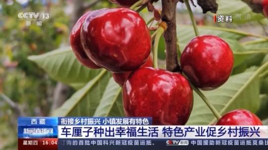 種蘑菇、養(yǎng)駱駝...。。特色產業(yè)助力鄉(xiāng)村振興走新路