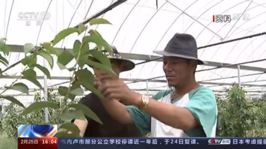 種蘑菇、養(yǎng)駱駝...。。特色產業(yè)助力鄉(xiāng)村振興走新路