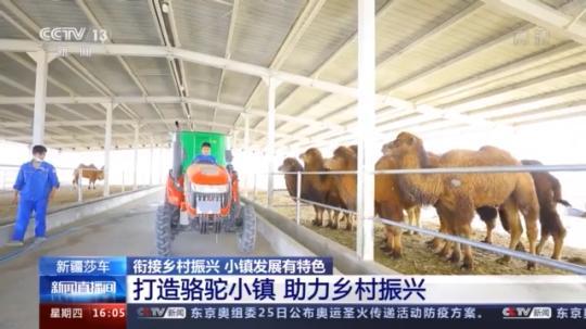 種蘑菇、養(yǎng)駱駝...。。特色產業(yè)助力鄉(xiāng)村振興走新路