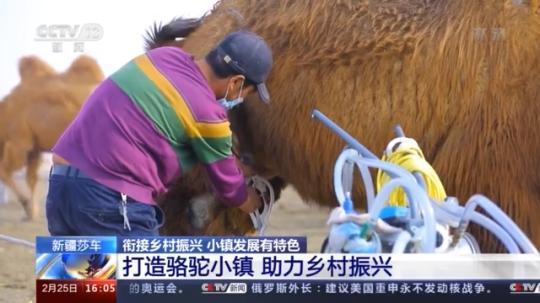 種蘑菇、養(yǎng)駱駝...。。特色產業(yè)助力鄉(xiāng)村振興走新路