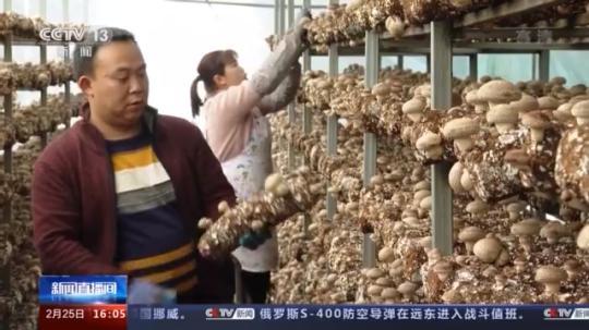 種蘑菇、養(yǎng)駱駝...。。特色產業(yè)助力鄉(xiāng)村振興走新路