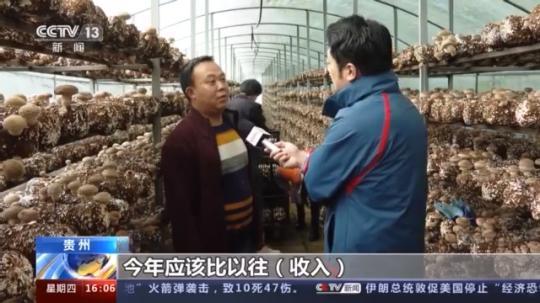 種蘑菇、養(yǎng)駱駝...。。特色產業(yè)助力鄉(xiāng)村振興走新路