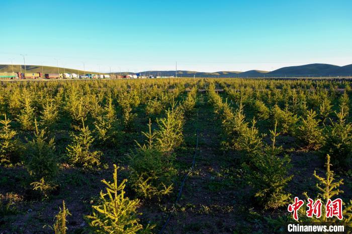 圖為科技團隊在海拔4500米的西藏那曲種出“小森林”，其中超過7成成功越過5個冬天?！〗w波 攝