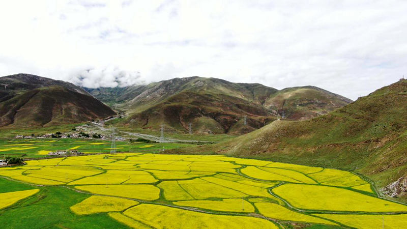 金燦燦的油菜花。洛克攝