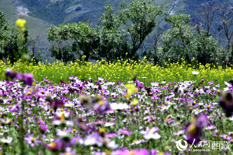 油菜花與格桑花相映成趣。人民網(wǎng) 李海霞攝