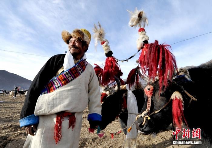 資料圖為2013年3月16日，拉薩市堆龍德慶區(qū)德慶村的農(nóng)民牽著牦牛參加春耕儀式，按照傳統(tǒng)方式由牦牛開第一犁。 <a target='_blank' href='/'><p  align=