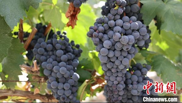 圖為桑日縣種植的葡萄?！∩侥仙Ｈ湛h委宣傳部提供